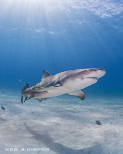 Lemon Aid!  Love the shape of a beautiful lemon shark by Ken Kiefer 